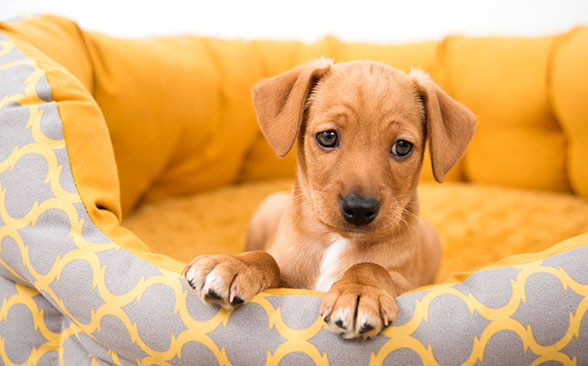 Top Tips for Your New Puppy